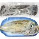 72121504 | 澎湖海釣軟絲<1尾1050g>(菓葉盧A)