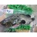 73550001 | 漢群養殖澎湖龍虎石斑魚<1尾650g>(急凍真空)