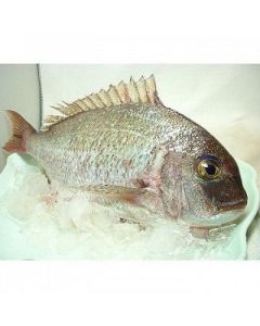 澎湖迦納魚<1尾600g>(已三去、急凍)