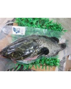 漢群養殖澎湖龍虎石斑魚<1尾750g>(急凍真空)